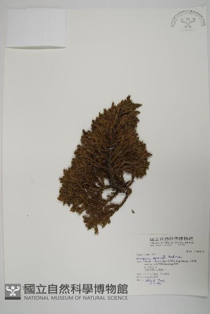 香青藏品圖，第1張