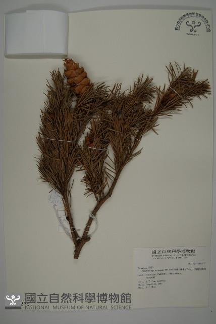 美國花旗松藏品圖，第1張