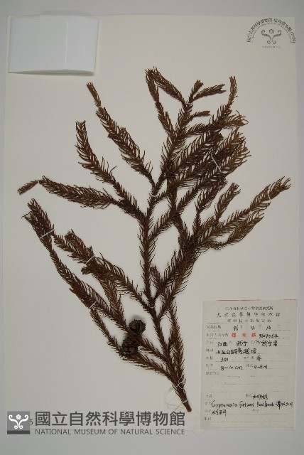 柳杉藏品圖，第1張