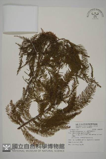 墨西哥落羽杉藏品圖，第1張