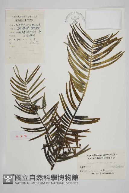 三尖杉藏品圖，第1張