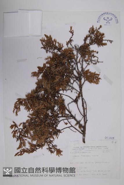 刺柏藏品圖，第1張