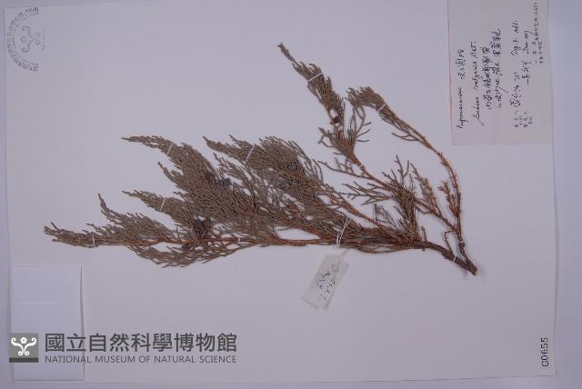 叉子園柏藏品圖，第1張