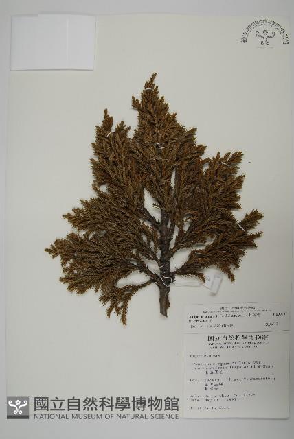 香青藏品圖，第1張