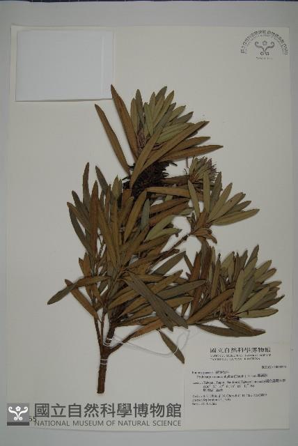 大葉羅漢松藏品圖，第1張