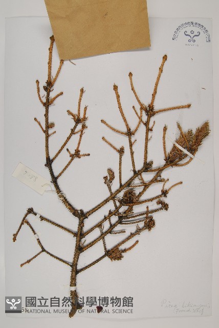 麗江雲杉藏品圖，第1張