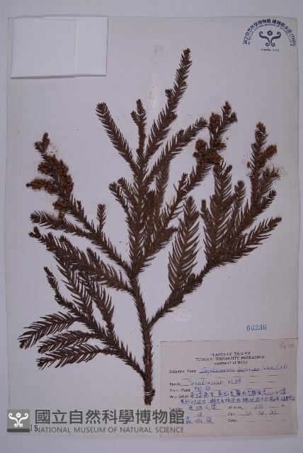 Willow fir Collection Image, Figure 1, Total 5 Figures