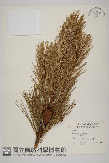 馬尾松藏品圖，第1張