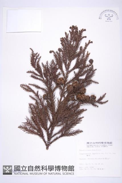 柳杉藏品圖，第1張