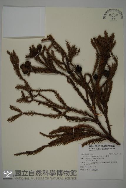 柳杉藏品圖，第1張