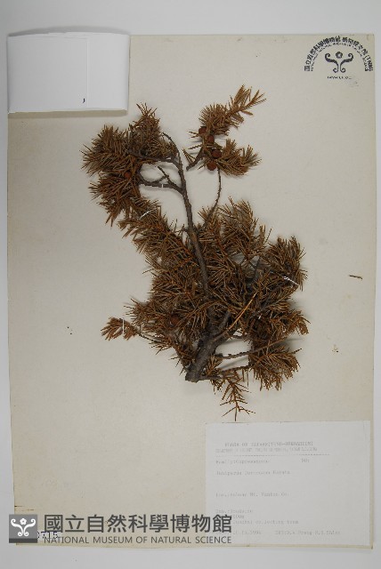 刺柏藏品圖，第1張