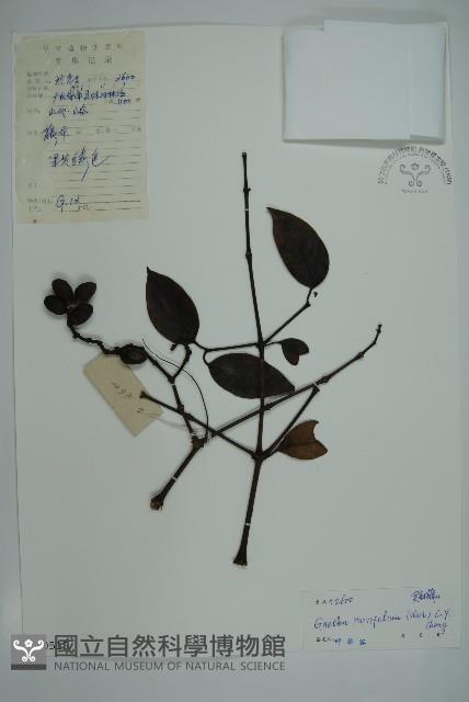 小葉買麻藤藏品圖，第1張