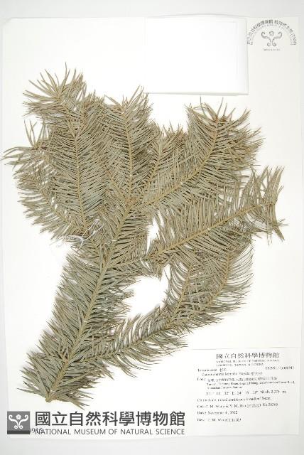 杉木藏品圖，第1張