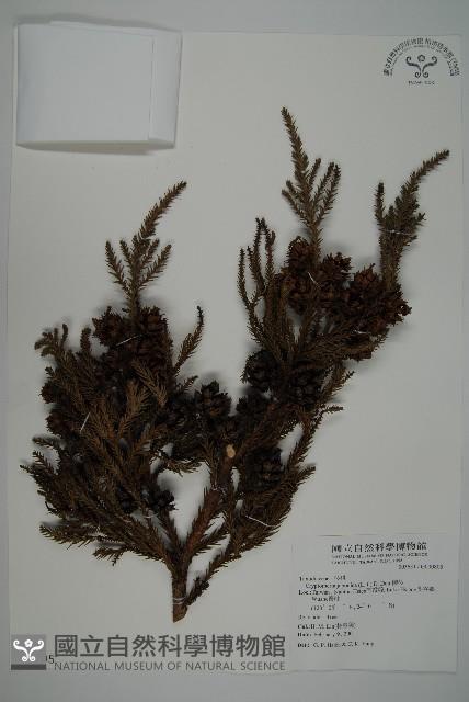 柳杉藏品圖，第1張