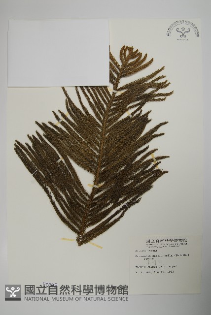 小葉南洋杉、南洋杉藏品圖，第1張