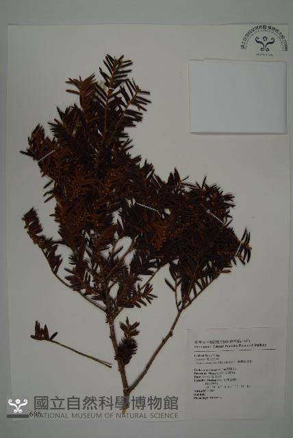 臺灣紅豆杉、紫杉、南方紅豆杉藏品圖，第1張