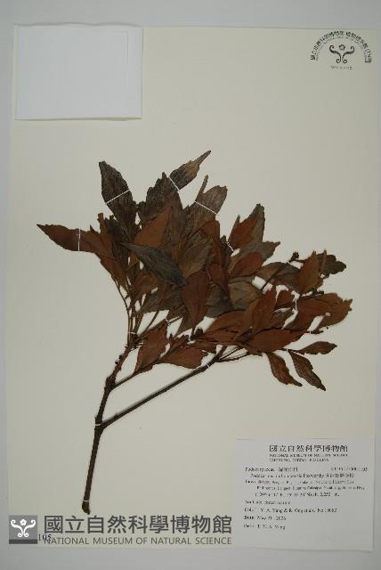 菲律賓羅漢松藏品圖，第1張