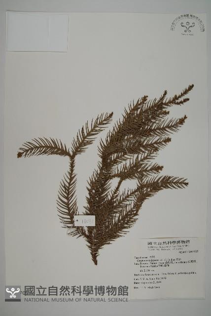 柳杉藏品圖，第1張