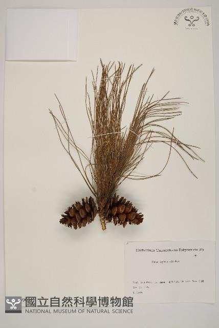 琉球松藏品圖，第1張