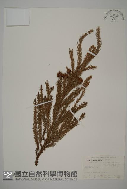 柳杉藏品圖，第1張