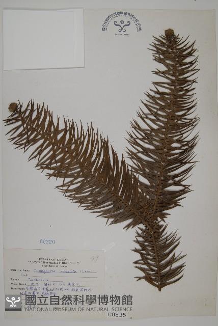 杉木藏品圖，第1張