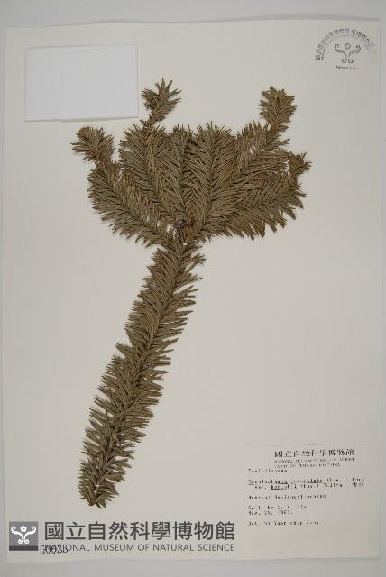 香杉、台灣杉木藏品圖，第1張