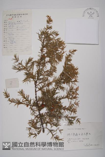 刺柏藏品圖，第1張