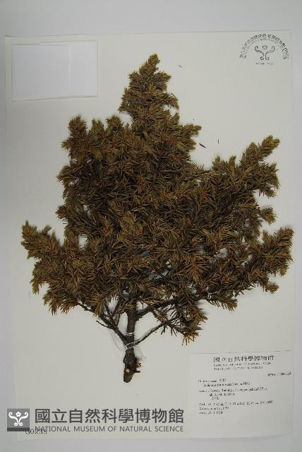 刺柏藏品圖，第1張