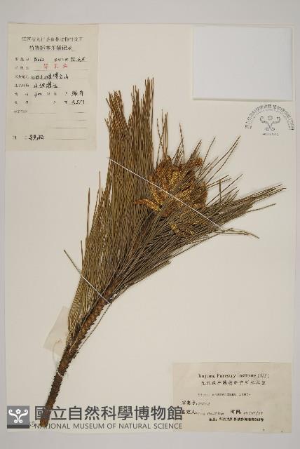 馬尾松藏品圖，第1張