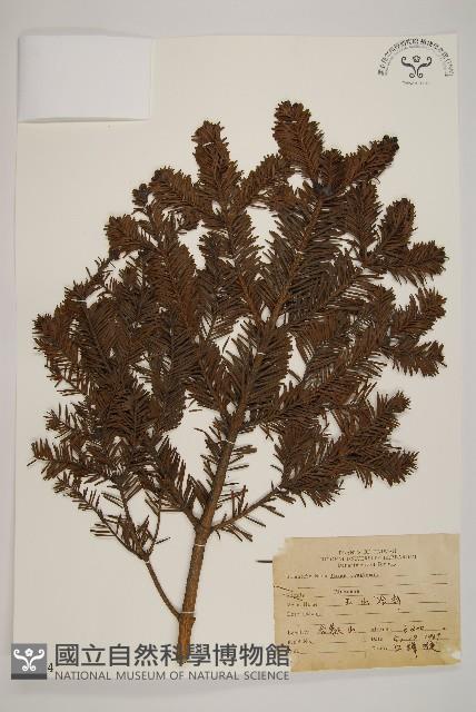 臺灣冷杉藏品圖，第1張