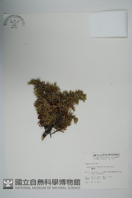 刺柏藏品圖，第1張