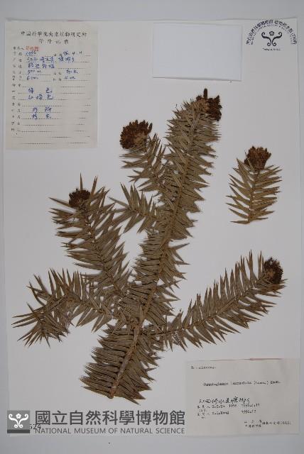 杉木藏品圖，第1張