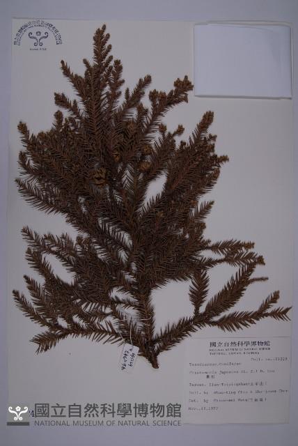 柳杉藏品圖，第1張