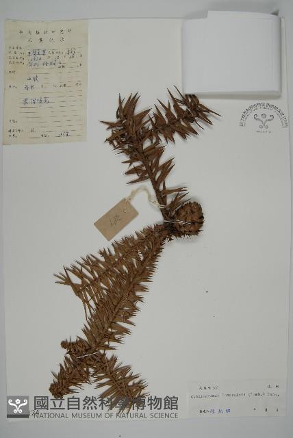 杉木藏品圖，第1張