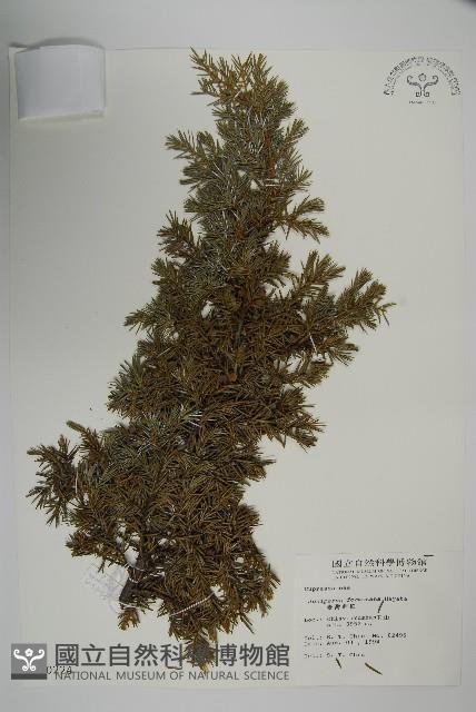 刺柏藏品圖，第1張