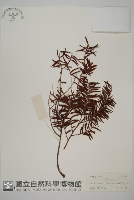 臺灣紅豆杉藏品圖，第1張