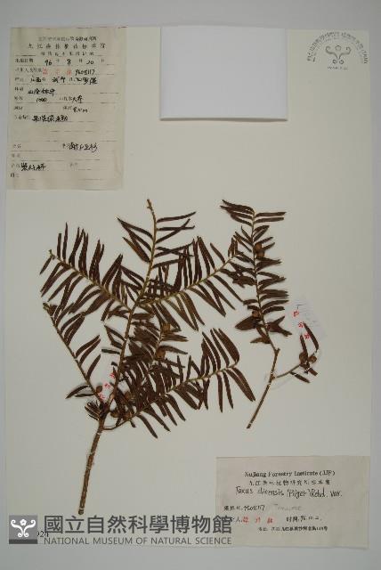 紅豆杉藏品圖，第1張