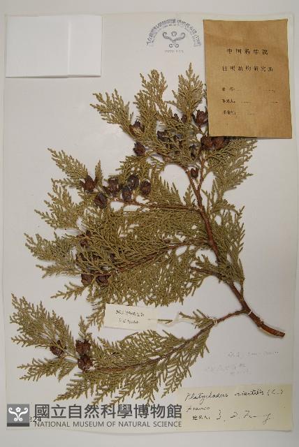 側柏藏品圖，第1張