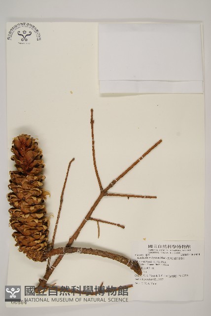 雲南油杉、杉松藏品圖，第1張