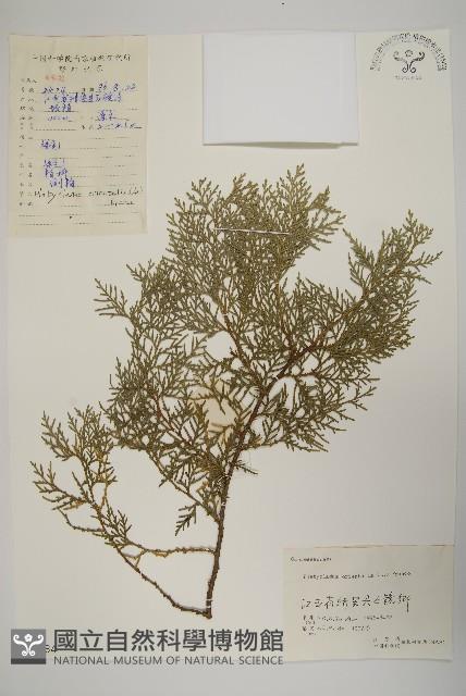 側柏藏品圖，第1張