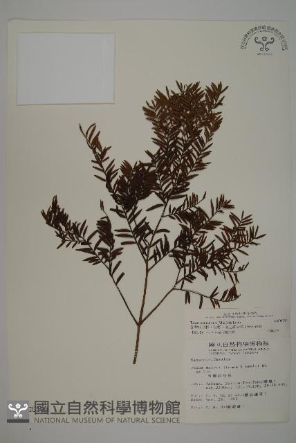 臺灣紅豆杉、紫杉、南方紅豆杉藏品圖，第1張