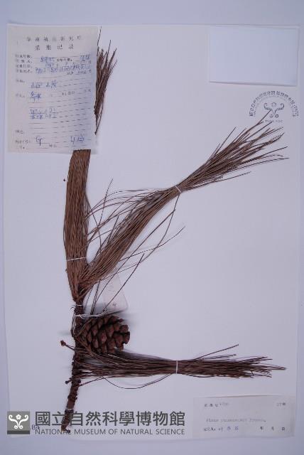 雲南松藏品圖，第1張