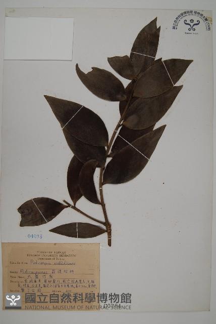 大葉羅漢松藏品圖，第1張