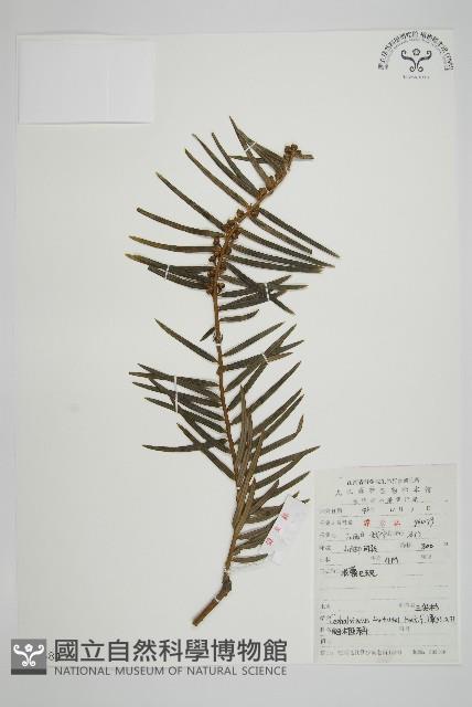 三尖杉藏品圖，第1張