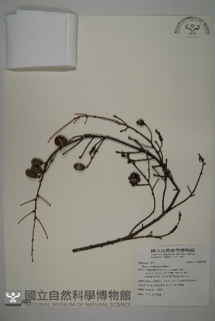 登錄號:G000984藏品圖，第1張