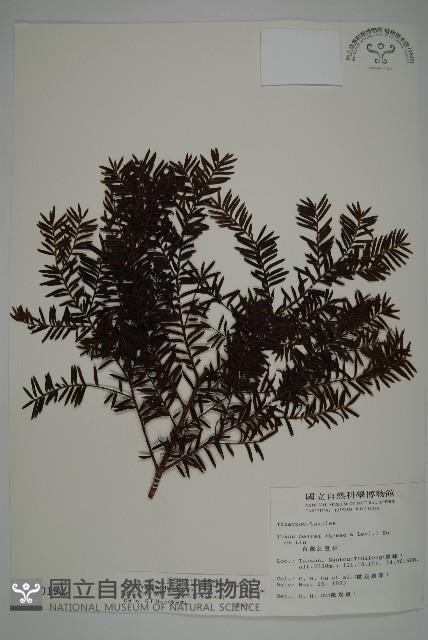 臺灣紅豆杉、紫杉、南方紅豆杉藏品圖，第1張