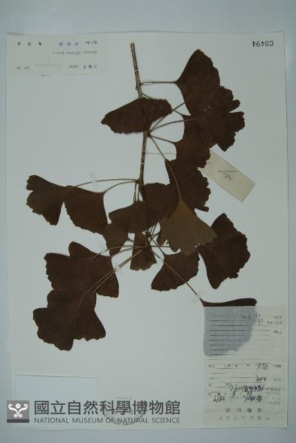 銀杏藏品圖，第1張