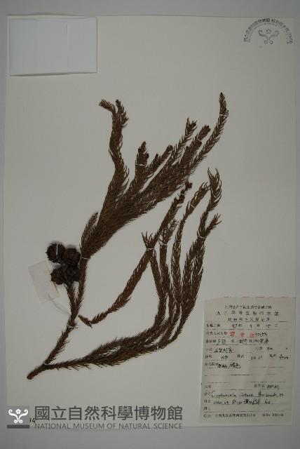 柳杉藏品圖，第1張