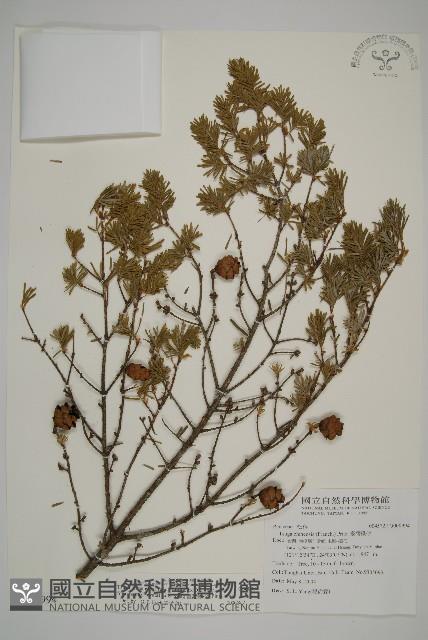 臺灣鐵杉藏品圖，第1張