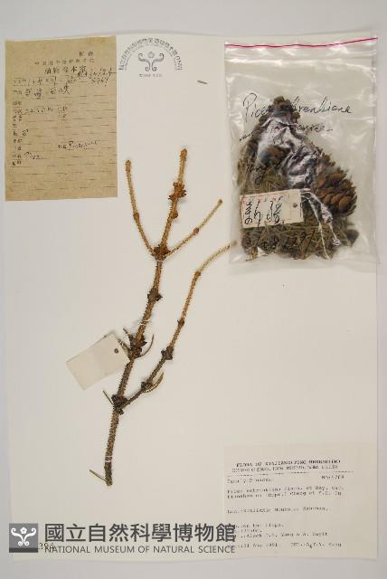 天山雲杉藏品圖，第1張